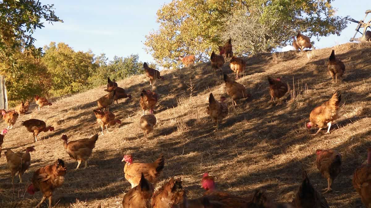 La Ferme d'Arsa